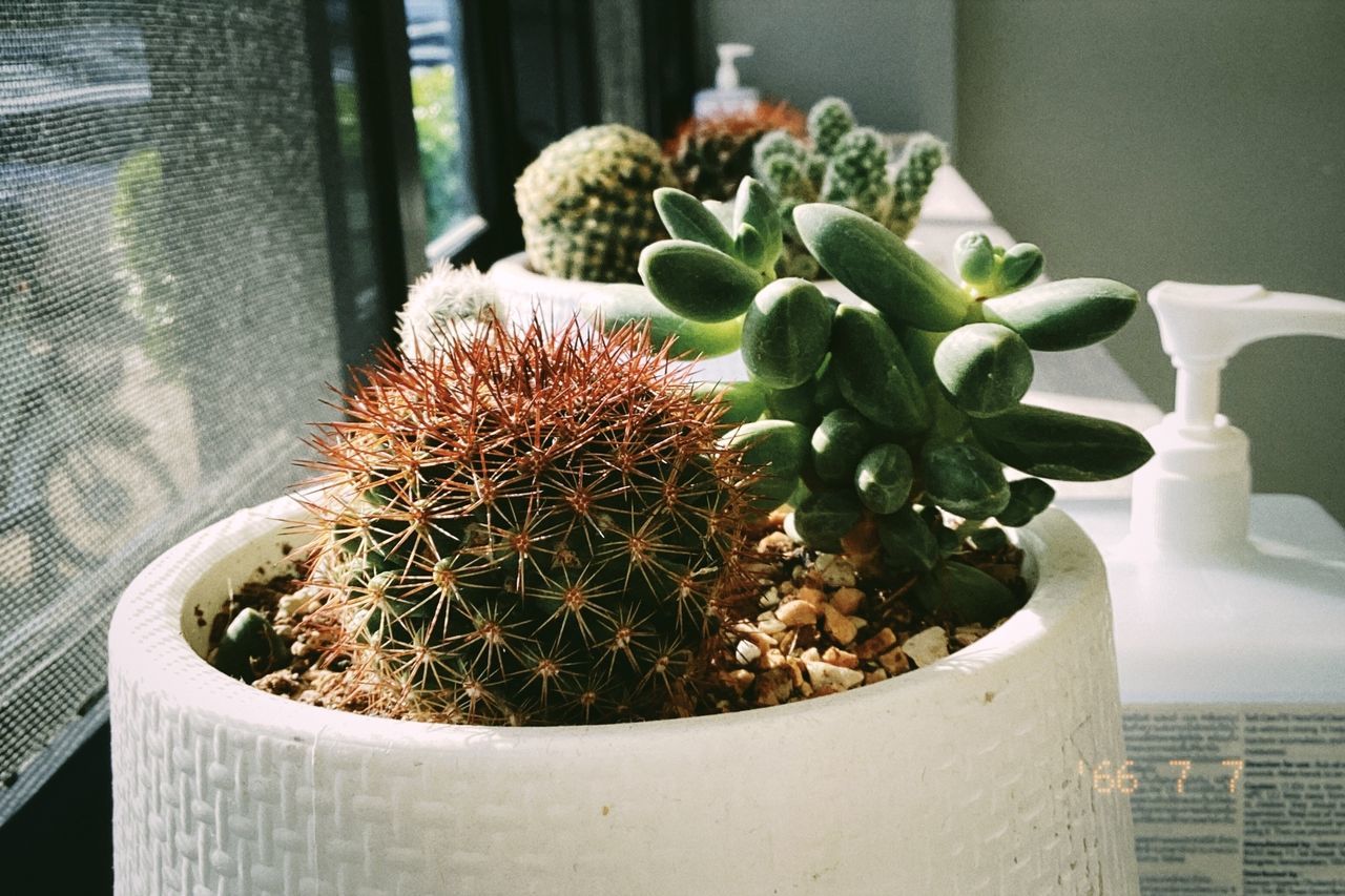 plant, growth, succulent plant, potted plant, cactus, nature, no people, flower, green, day, beauty in nature, indoors, close-up, freshness, thorn, window, flowerpot, houseplant, floristry, botany, barrel cactus