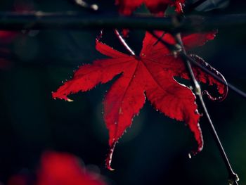 Close-up of red maple leaves