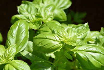 Close-up of fresh green leaves