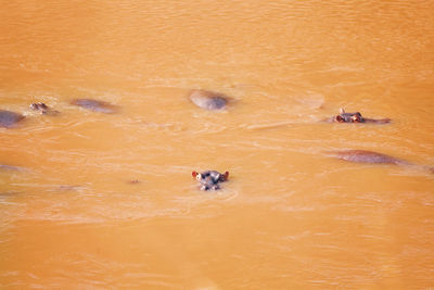 High angle view of a duck in the water