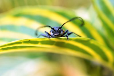 Close-up of insect on plant