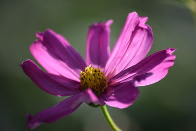 Close-up of purple flower