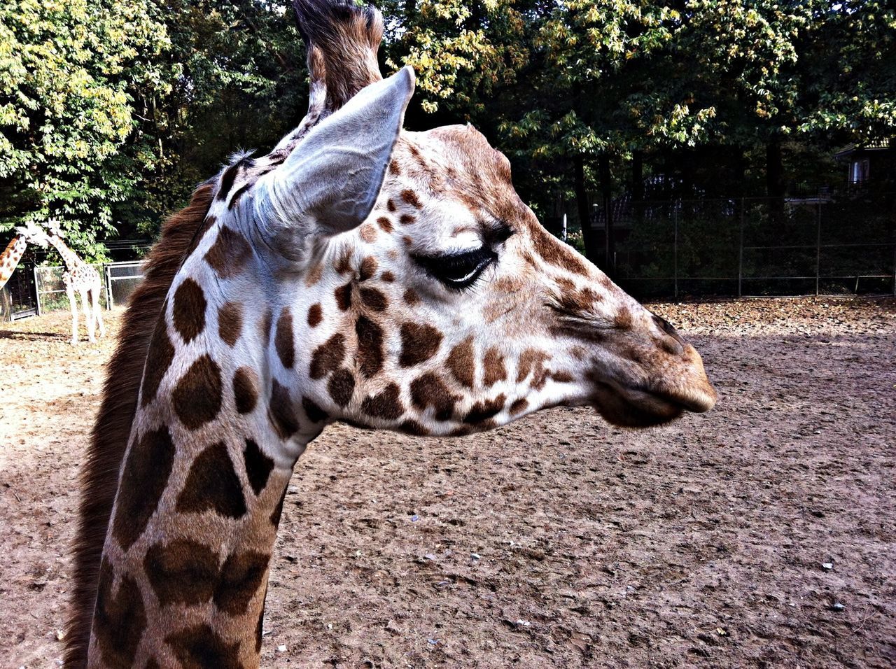 animal themes, one animal, animals in the wild, wildlife, mammal, zoo, safari animals, giraffe, tree, animals in captivity, side view, animal markings, herbivorous, animal head, zoology, day, focus on foreground, tiger, outdoors, endangered species