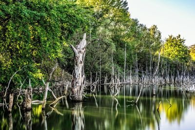 Scenic view of lake by trees in forest