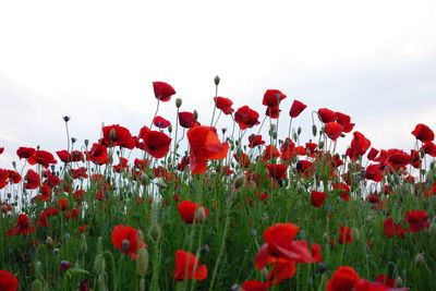 Close-up of red poppy flowers blooming on field against clear sky
