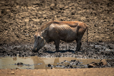 Common warthog stands in mud by waterhole