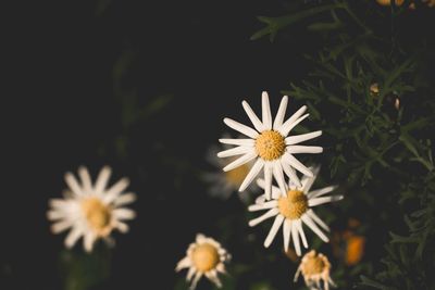 Close-up of white daisy flowers