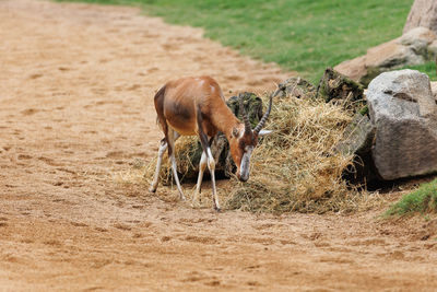 Donkey on field