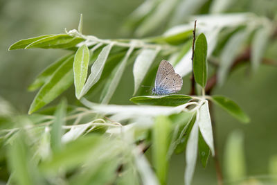 Close-up of butterfly on leaf