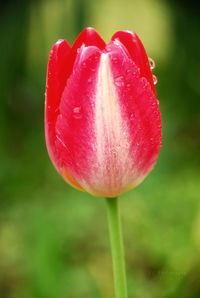 Close-up of pink tulips