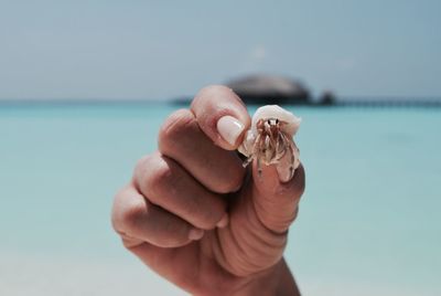 Cropped image of hand holding hermit crab at beach against sky