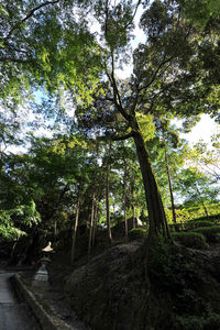 Low angle view of trees growing in forest