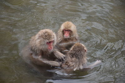 High angle view of monkey swimming in lake