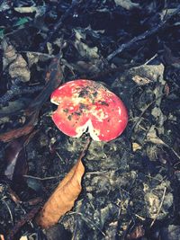 High angle view of hand holding red leaf