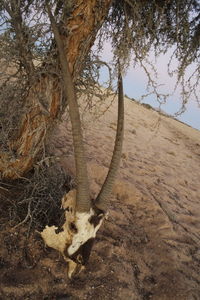 Trees on landscape