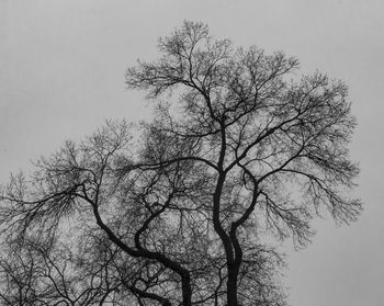 Low angle view of bare tree against clear sky