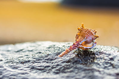 Close-up of shell on sand