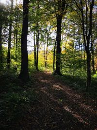 Trees in forest