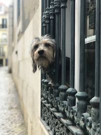 Portrait of dog against building