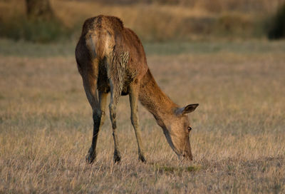 Deer grazing on field