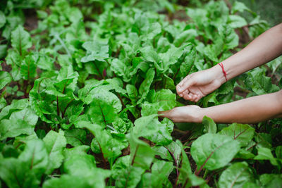 Low section of woman picking plants