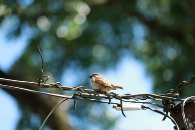 Low angle view of bird perching