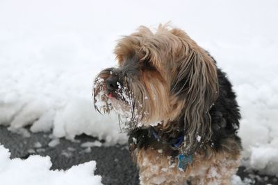 Close-up of wet dog during winter