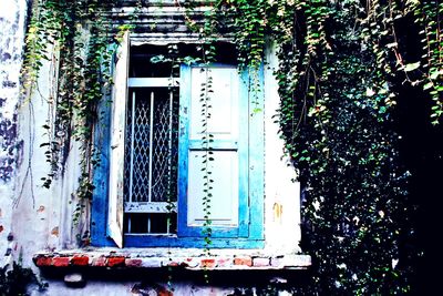 Close-up of ivy on building