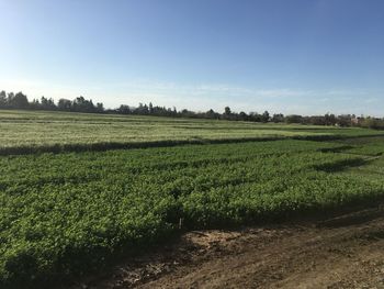 Scenic view of agricultural field against sky