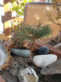 Close-up of succulent plant on rock