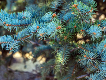 Ovaries of vernal growing cones on a colorado blue spruce branches. the fir-needle at the background