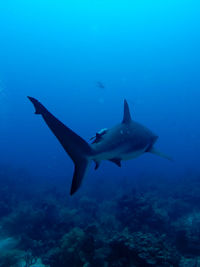 Fish swimming in sea