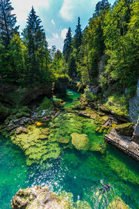 Scenic view of river amidst trees in forest