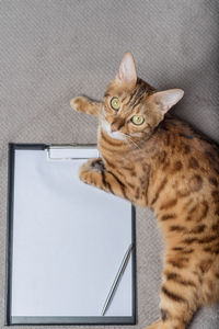 A domestic cat lies next to an empty clipboard. copy space.