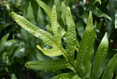 Close-up of wet plant