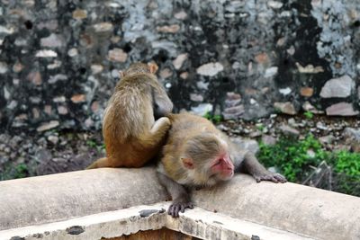 Monkey sitting on rock