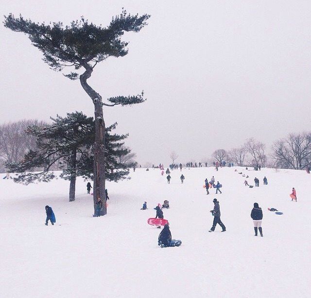 snow, winter, cold temperature, season, weather, tree, leisure activity, lifestyles, clear sky, landscape, large group of people, men, nature, covering, vacations, tranquility, field, copy space, enjoyment