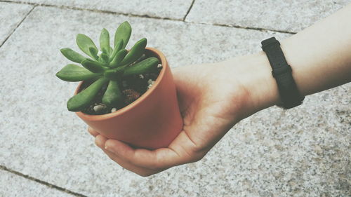 Cropped image of person holding potted plant against footpath