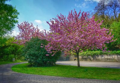 View of tree with pink blossom on road