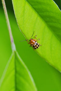 Close-up of insect on leaf