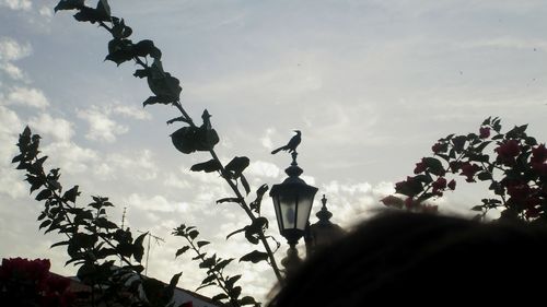 Low angle view of silhouette tree against sky