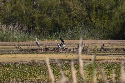 View of birds on field