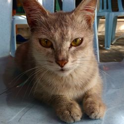 Close-up portrait of cat sitting