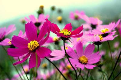 Close-up of pink cosmos flowers