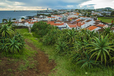 Plants and trees by buildings in city against sky