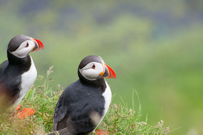 Close-up of birds perching on grass