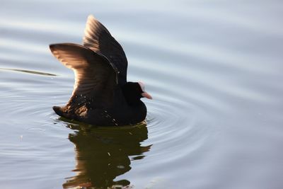 Close-up side view of a bird in water