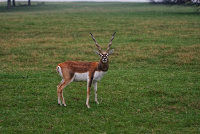 Antelopes standing in a field