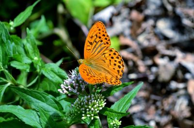 Close-up of butterfly on flower