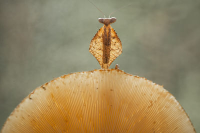 Close-up of mushroom growing on dry plant